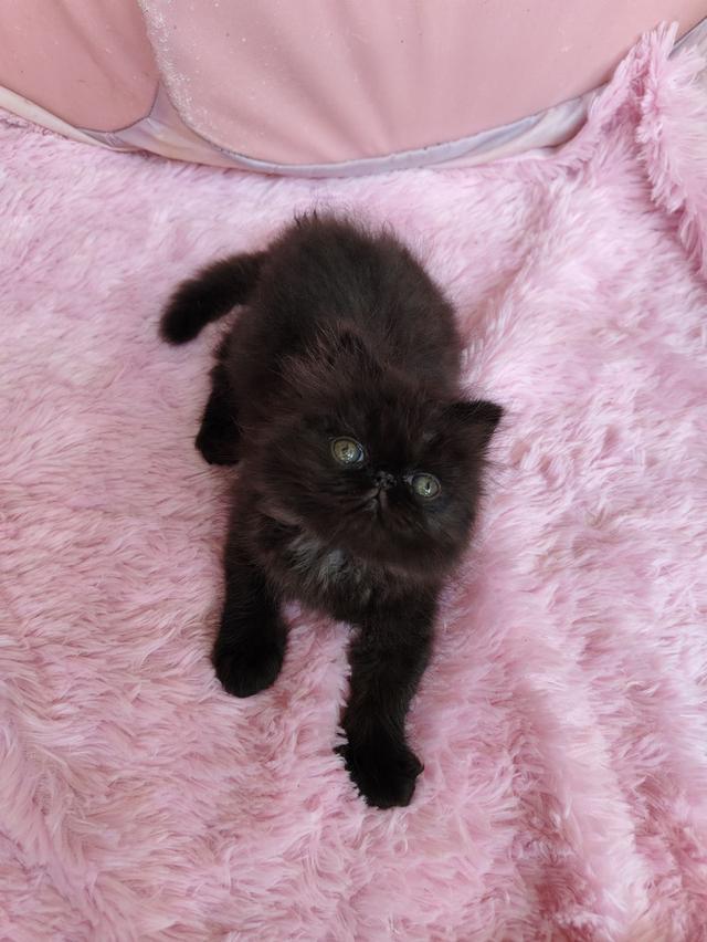 แมวเอ็กโซติกขนยาวสีดำ รูปที่ 4