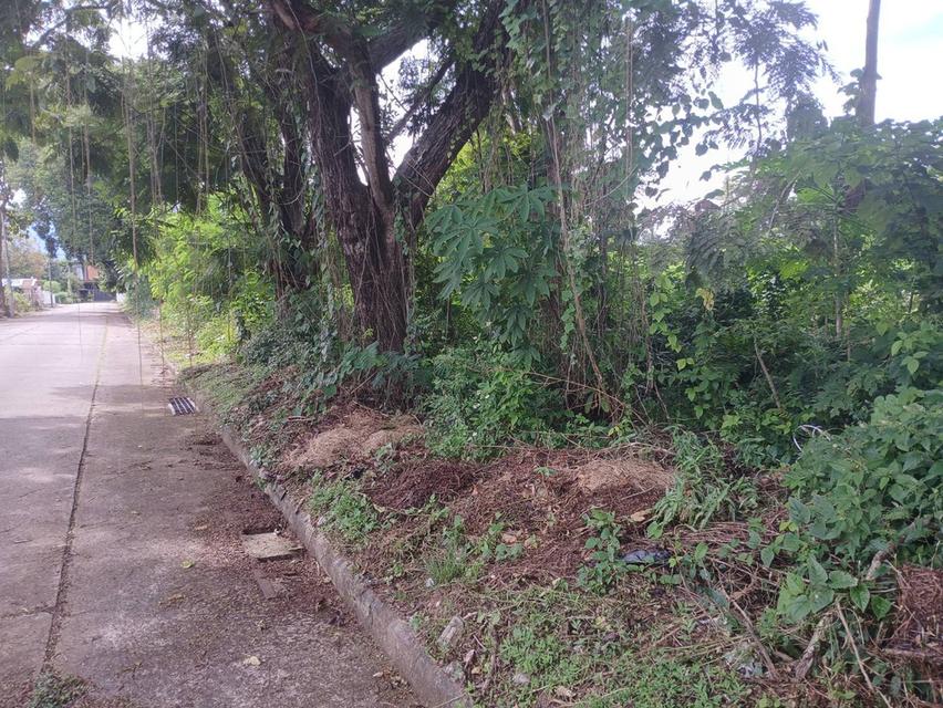 ขายที่ดินวิวสวยๆแปลงหัวมุม ถนนรอบ 4 ด้านโซนตรงกลาง ในหมู่บ้านสวนนนทรีย์แยกรวมโชค แบ่งแยกโฉนดเรียบร้อบแล้วพร้อมสร้างบ้าน 4