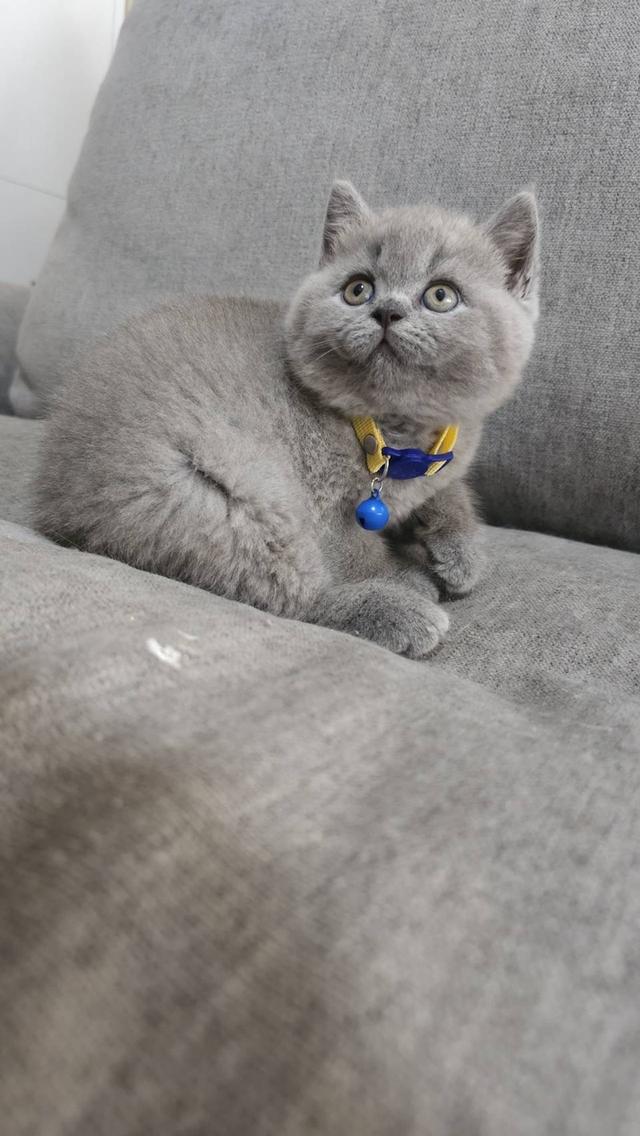 บริติชช็อตแฮร์แท้ น้องบลู 12