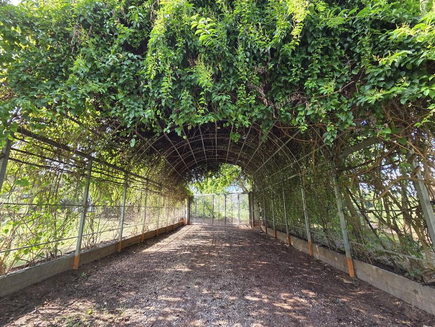 ขายที่ดิน 14 ไร่ แบ่งแปลงแล้ว สามพร้าว 9