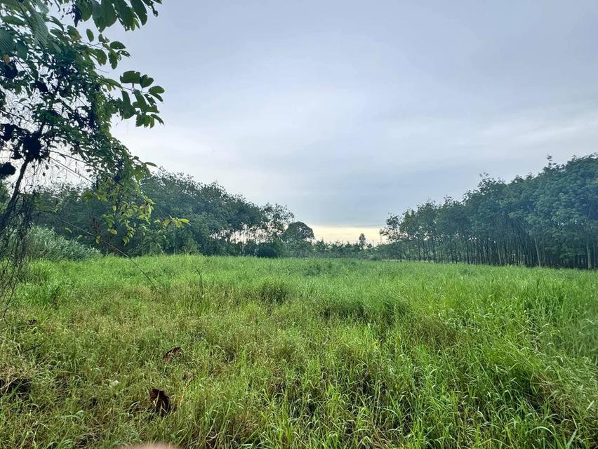 ขายที่ดินเปล่า 4-2-50 ไร่ ทำเลศักยภาพ ติดคลองกระเฉท น้ำไหลตลอดปี ใกล้นิคมอุตสาหกรรม ต.มาบข่า ระยอง 11