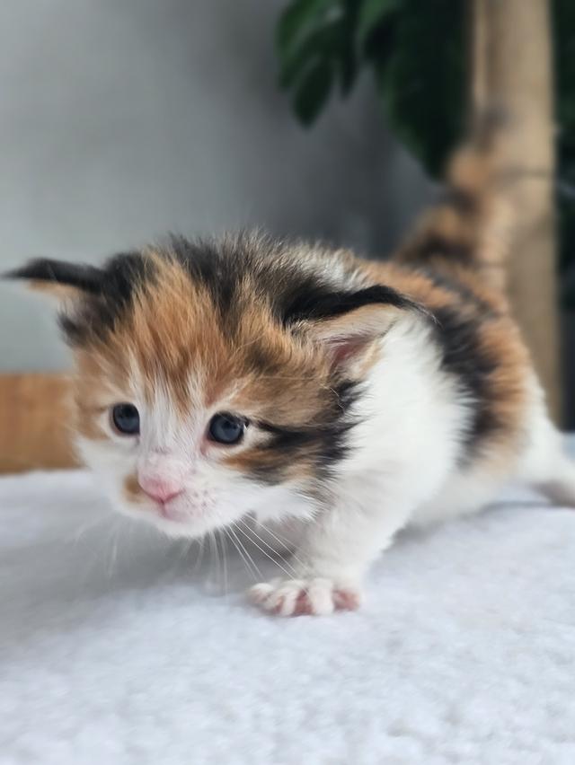 ลูกแมวเมนคูน แท้