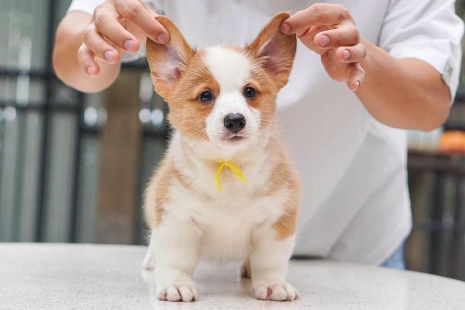 Welsh Corgi Puppies | WhatsApp me : +66 63 826 3042