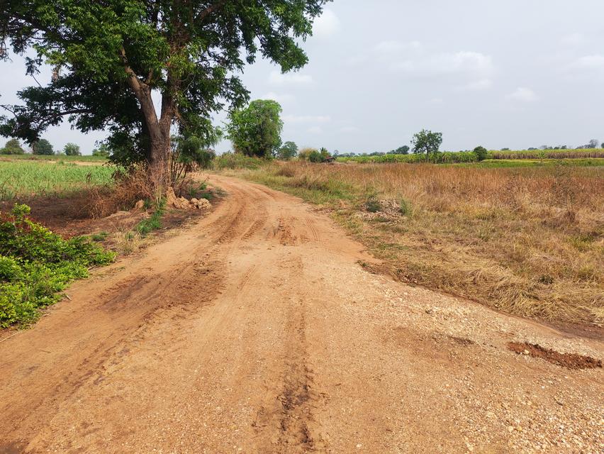 ขายด่วนที่ดิน ขายด่วน ที่ดินสวยแปลงใหญ่ 2แปลงติดกัน ไร่ละ 86,000 บาท จำนวน46-3-31 ไร่ และ 17-0-25 ไร่ เจ้าของคนเดียวกัน เป็นที่ไร่ผสมนา ติดทางสาธารณะท 13