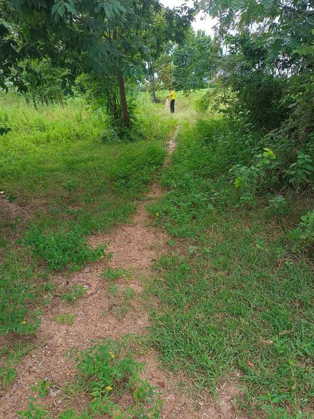 ขายที่ดิน 9-2-13 ไร่ ติดถนน ทำบ้านจัดสรรได้ ติดเทศบาล ตำบลเนินขาม อ.เนินขาม จ.ชัยนาท ขายถูกสุดในย่านนี้ 7