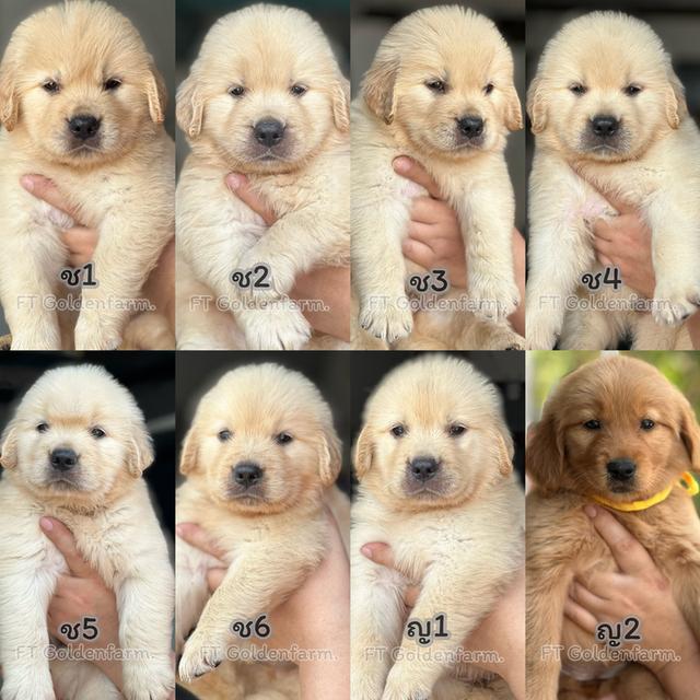 โกลเด้นรีทีเวอร์แท้ ฟอร์มหมี