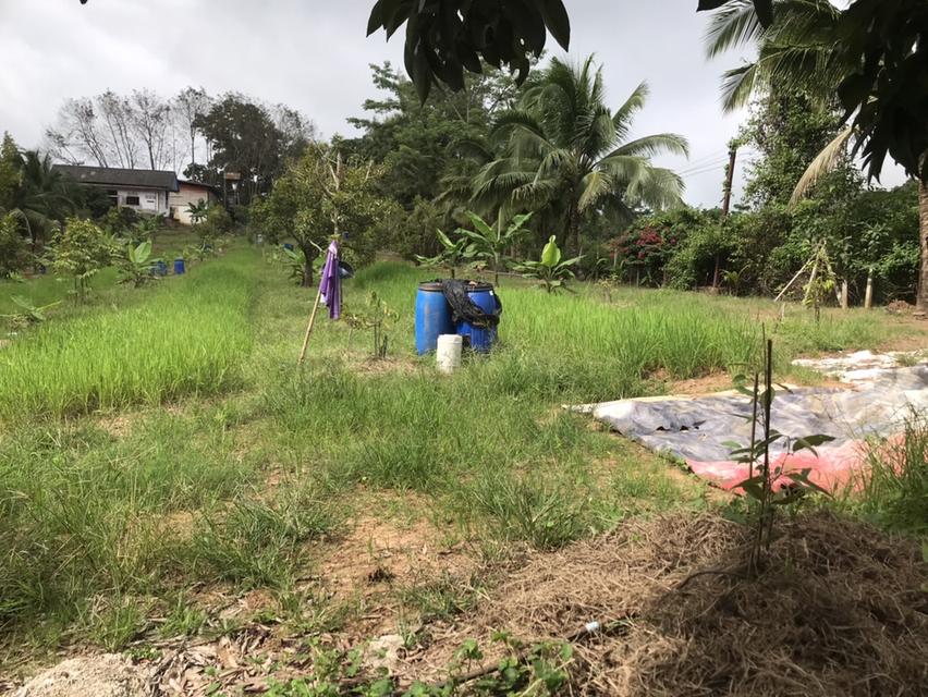 ให้เช่า สวนผลไม้ 12 ไร่ 7 หมื่นต่อปี 1