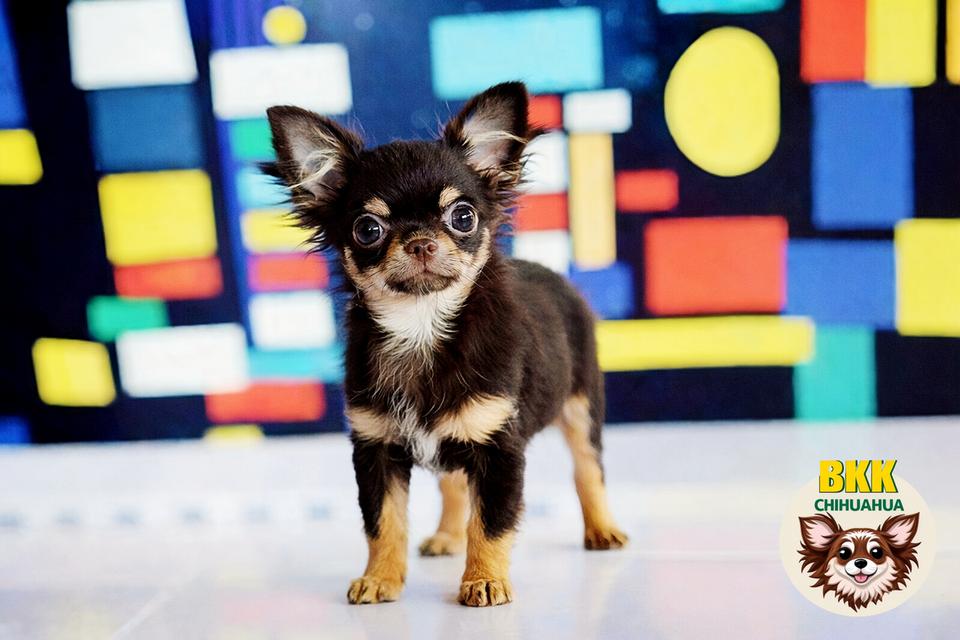 (bkkchihuahua)ชิวาวาขนยาวเพศผู้สีช็อค🔴35,000฿ รูปย่อยที่ 1