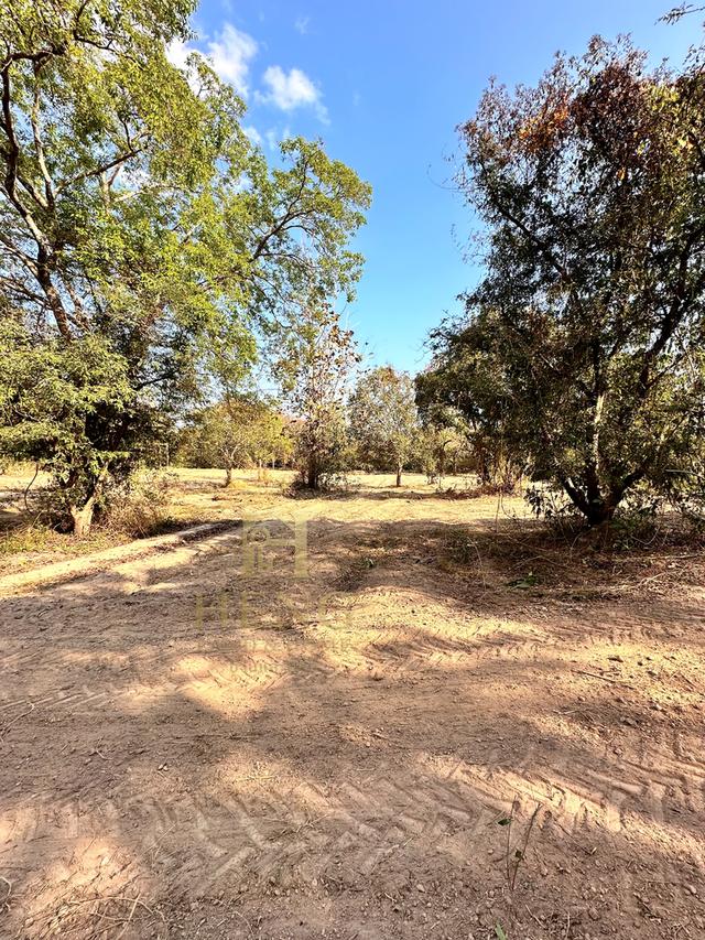 ประกาศขายที่ดิน ทำเลศักยภาพ ใกล้ไร่ชาฉุยฟง ตำบลศรีค้ำ อำเภอแม่จัน จังหวัดเชียงราย 57110 13