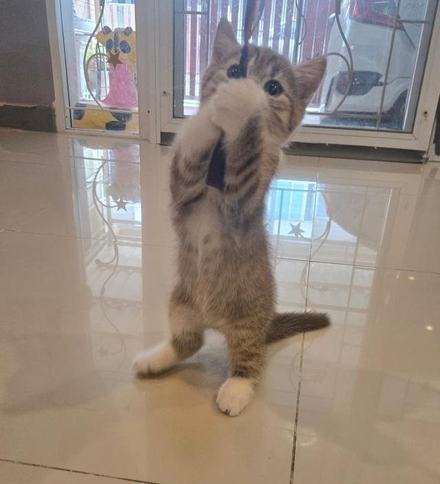 ขายลูกแมว พันธุ์ Scottish Fold 2