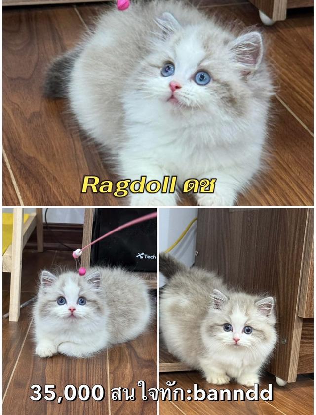 แมวRagdoll กทม นวมินทร์ทำวัคซีนตรวจโรคและสุขภาพให้ก่อนบ้านทุกคน