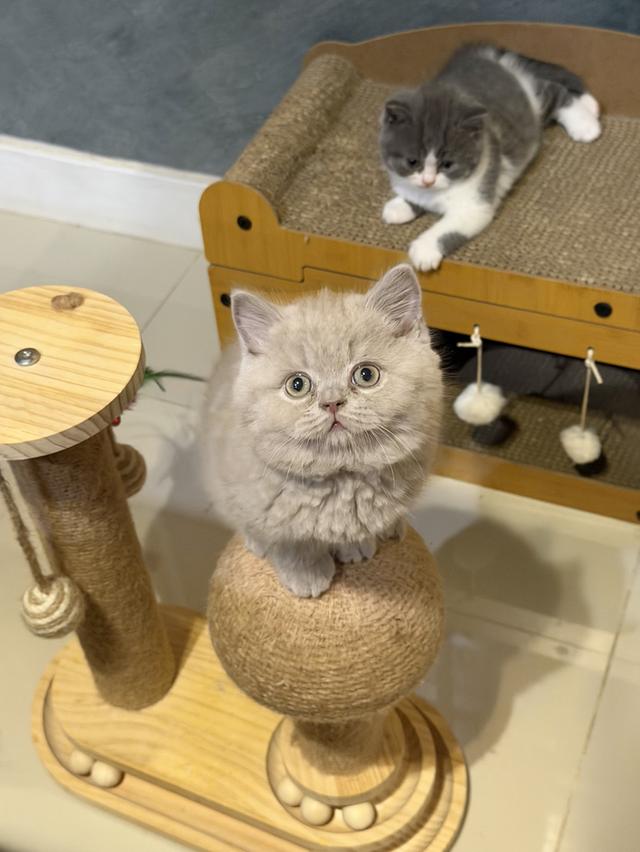 แมวบริติชสายเลือดแชมป์ 4