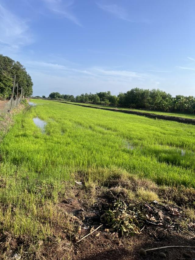 ขายที่ดินโคกปีบ ศรีมโหสถ 4 ไร่ ติดคลอง ใกล้แยกโคกปีบ(ถนนเส้น319)-300เมตร จ.ปราจีนบุรี 4