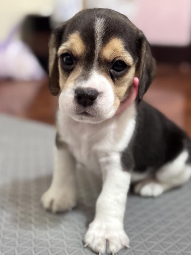บีเกิ้ล (Beagle) Female ด.ญ 💯🏡 20