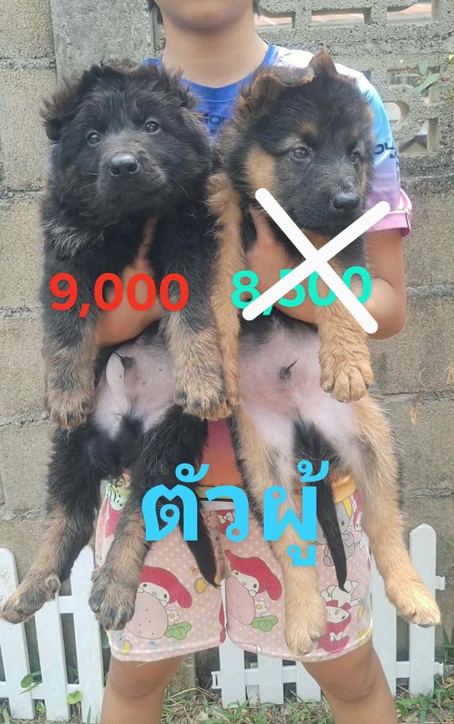 ลูกสุนัขเยอรมันเชพเพิร์ด ตัวผู้