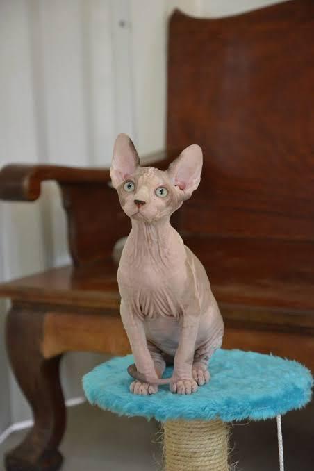 สฟริงซ์ (Sphynx)  3