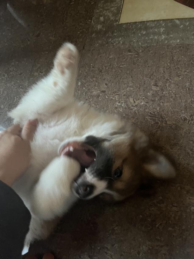 ลูกสุนัขบางแก้ว 3