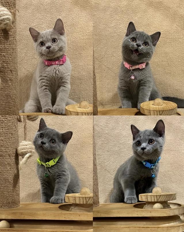 ลูกแมว บริติช ช็อตแฮร์ ใบเพ็ดนอกWCF(British Shorthair)