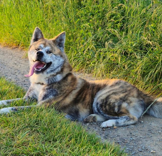 ขายพ่อพันธุ์ Dog Akita ลายเสือหายาก 2