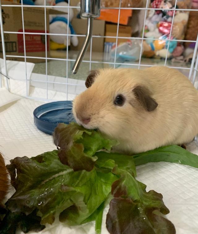 หนูแกสบี้ อเมริกันช็อตแฮร์ American Short-haired Guinea pig
