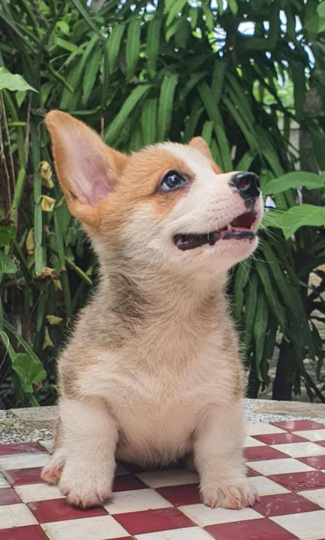 ลูกสุนัข Corgi เพศผู้ 4