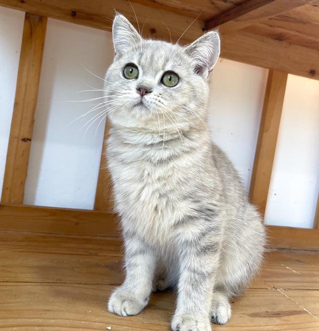 British Shorthair ใบเพ็ด WCF 6