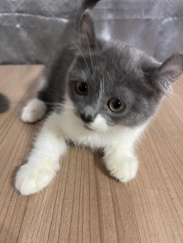 คนขายเลี้ยงเองครับ น้องแมวพันธุ์ อเมริกันเคิร์ลผสมหิมาลายัน เพศหญิง ( หูบิน )