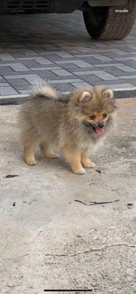 น้องน่ามึน