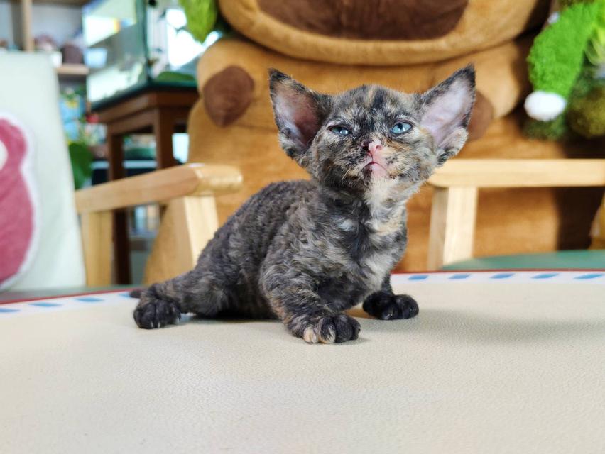 เดวอนเร็กซ์ Devon rex Oscat cattery chiangmai รูปที่ 5