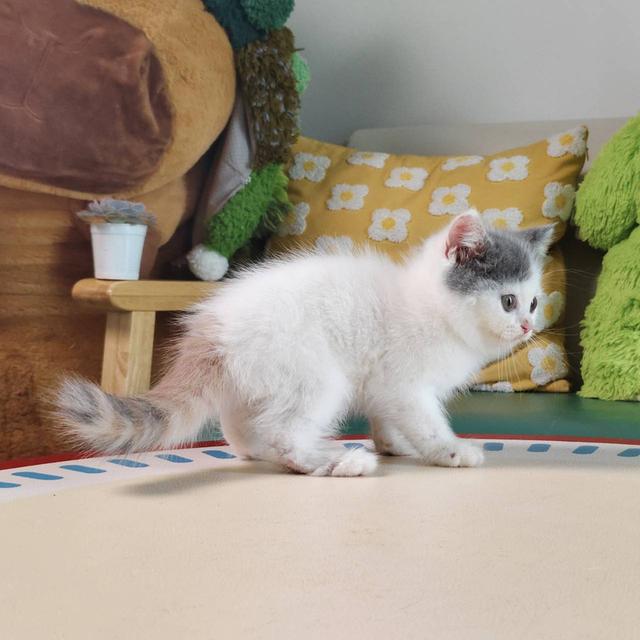 แมว สก๊อตติช Scottish Oscat cattery chiangmai รูปที่ 5
