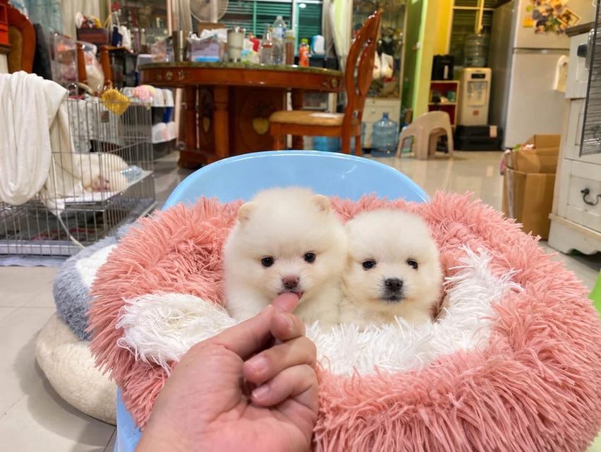 ลูกปอมแท้ น่ารัก ทีคัพ ขี้เล่น สดใส สุขภาพดี พร้อมย้ายบ้านค่ะ