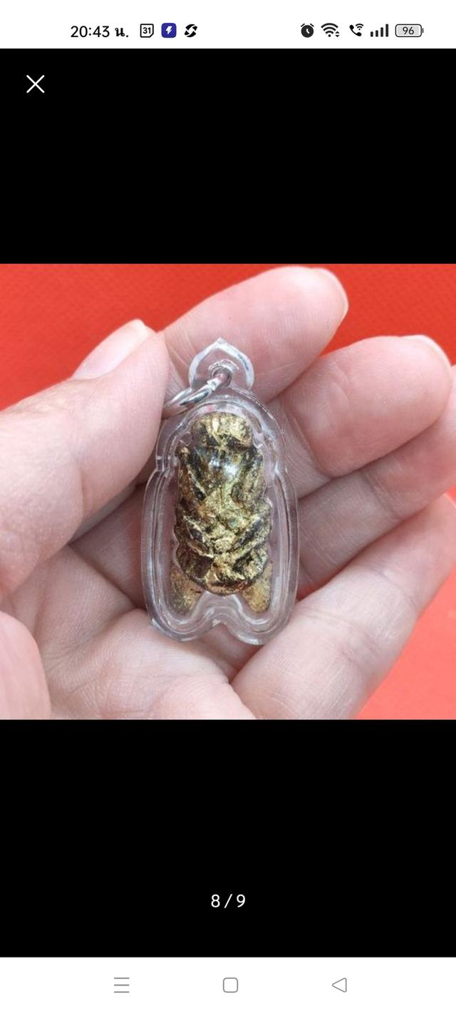 แมลงภู่คำไม้ดุมล้อเกวียน จากประเทศพม่า รูปที่ 6