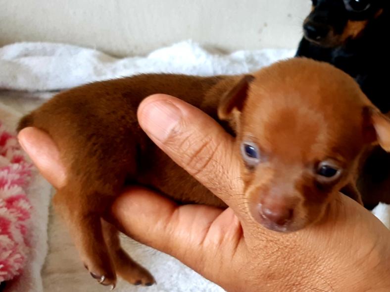 ขาย Miniature Pinscher ลูกหมาน้อย 2