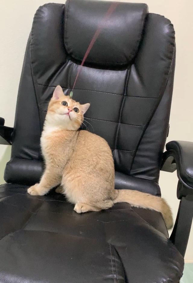 British Shorthair พร้อมย้าย • ใบเพ็ด WCF • วัคซีนครบตามวัย • จากฟาร์มจดทะเบียน Aoivelle