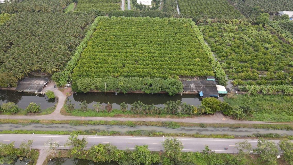 ขายที่ดินสวยเป็นที่สวน ติดหลังวัดหลวงพ่อสด ด้านหน้าติดถนนคลองชลประทาน ยาวประมาณ 600 เมตร ตำบลแพงพวย อำเภอดำเนินสะดวก จังหวัดราชบุรี ทั้งหมด 56 ไร่เศษ 13