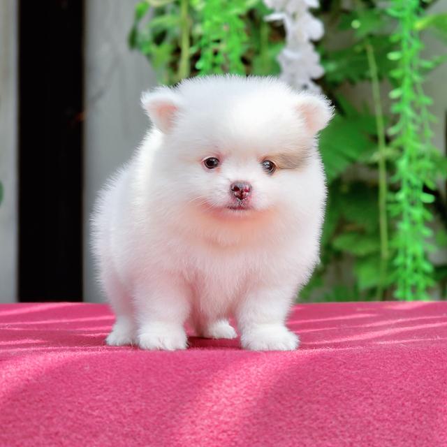 Pomeranian เพศผู้น้องซีม่อน 7