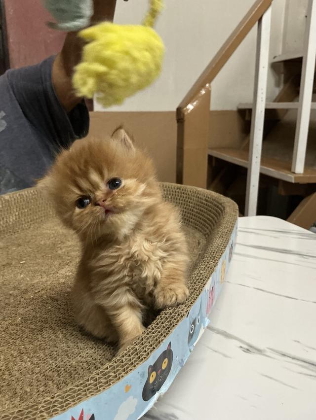 ลูกแมวเปอร์เซีย หน้าบี้หน้าหล่น หน้าตุ๊กตา เปิดกล้องดูเด็กๆได้ค่ะ