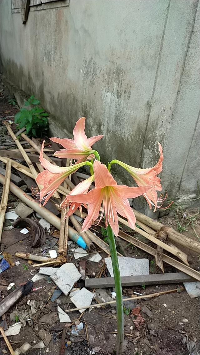 ต้นไม้มงคลนำโชคมหารวย