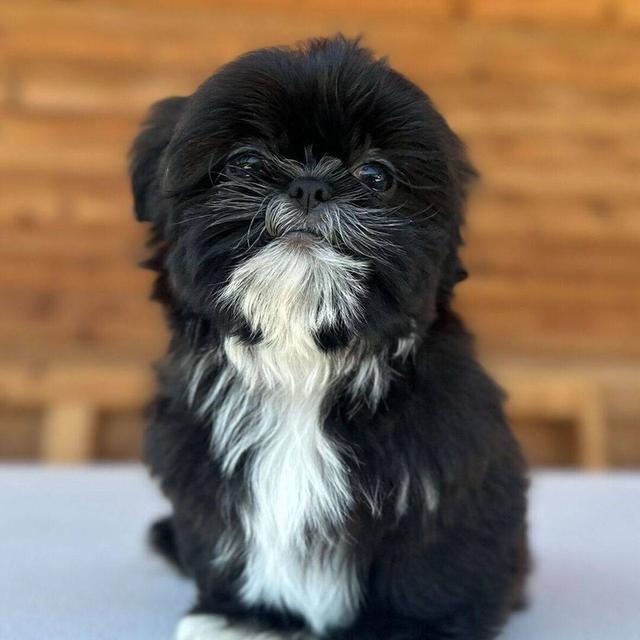 Shih Tzu Puppies WhatsApp me : +66 63 826 3042