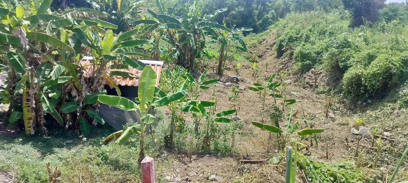 📢 ประกาศขายที่ดินทำเลศักยภาพ ระยอง – แกลง  ขายที่ดินสวย ติดถนนใหญ่สาย เพ–แกลง–กร่ำ ทำเลดี เดินทางสะดวก ใกล้ทะเลและแหล่งท่องเที่ยวชื่อดัง  📍 ที่ตั้ง: 1