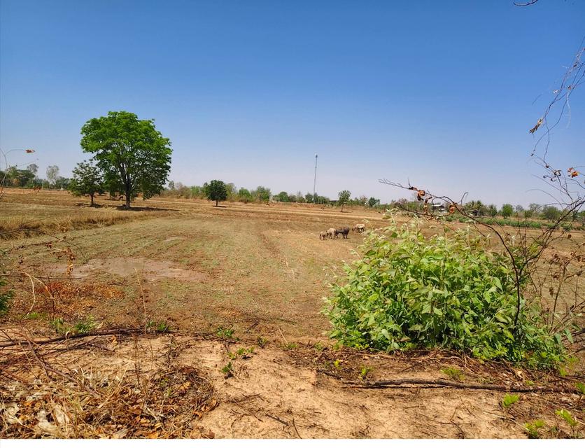 ️ด่วน เจ้าของขายเอง🎉 🎉12 ไร่ 52ตารางวา ไร่ละ250,000 บาท โฉนดครุฑแดง🌟 อยู่ใกล้โรงพยาบาลบัวลาย ด้านหน้าติดถนนคอนกรีต มีไฟฟ้า ด้านหลังติดห้วยสาธารณะ 2