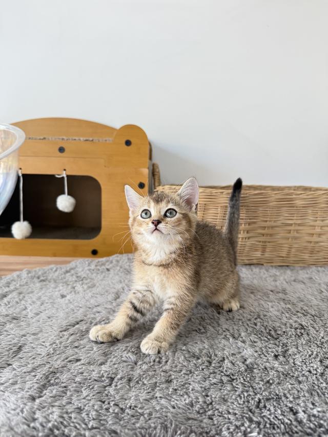 ลูกแมวพันธุ์บริติชแท้ รูปที่ 7