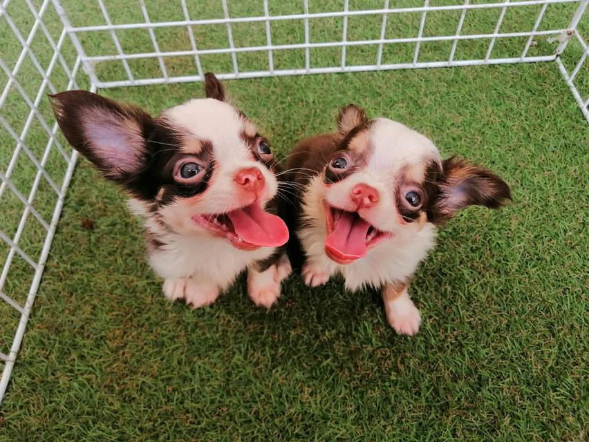 ชิวาว่าเเท้ขนยาว ชายล้วน พร้อมย้าย 3