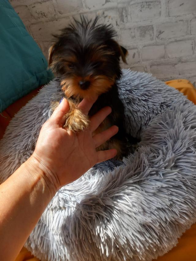 Yorkie Puppies for sale