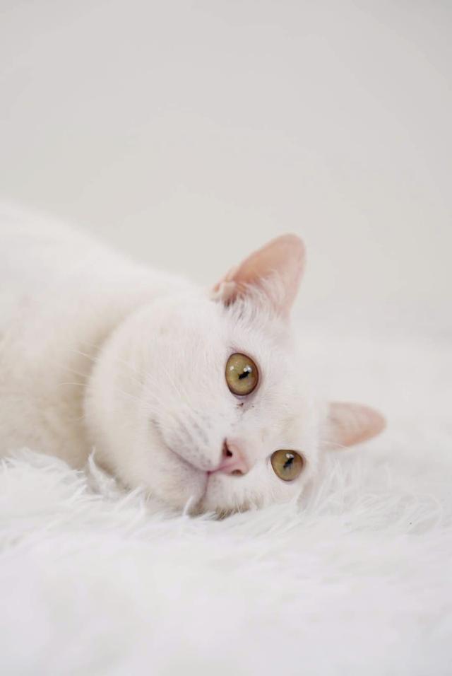 แมวขาวมณีตาหลืองอำพัน 1