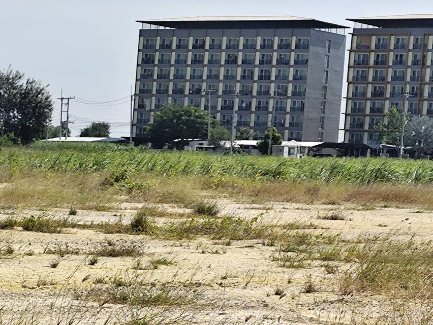 Vacant land for sale  1-9 Rais good view natural plot amidst cornfields near Kasetsart University, Kamphaeng Saen Caขายที่ดินเปล่า มีแหล่งน้ำใสสองบ่อ  11