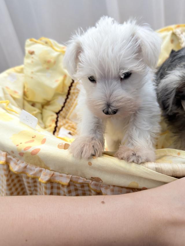 ลูกสุนัข miniature schnauzer เพศเมีย สีขาว 10