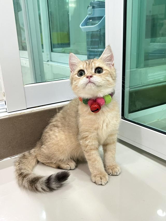 ดช.บริติช ช็อตแฮร์ (ny)