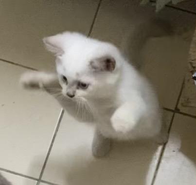 ลูกแมวพันธุ์บริติช ช็อตแฮร์