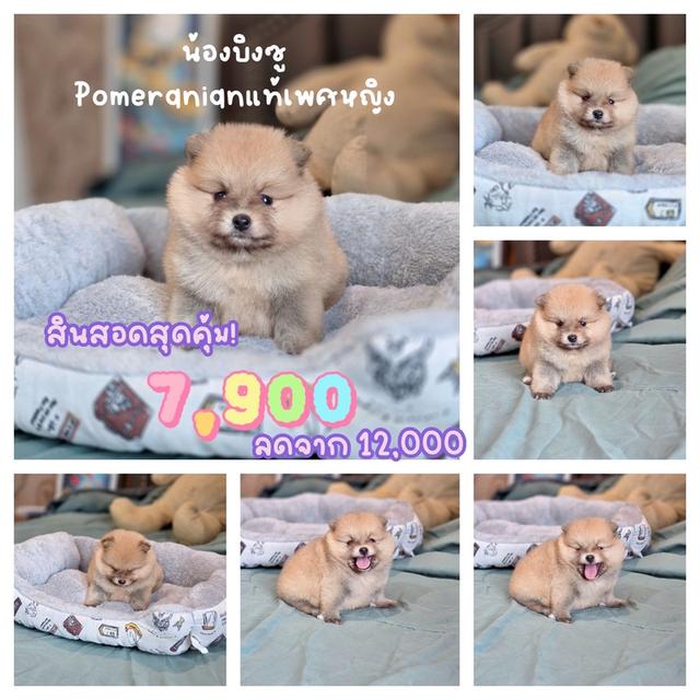 ปอมเมอเรเนียนแท้ เพศเมีย สีส้ม